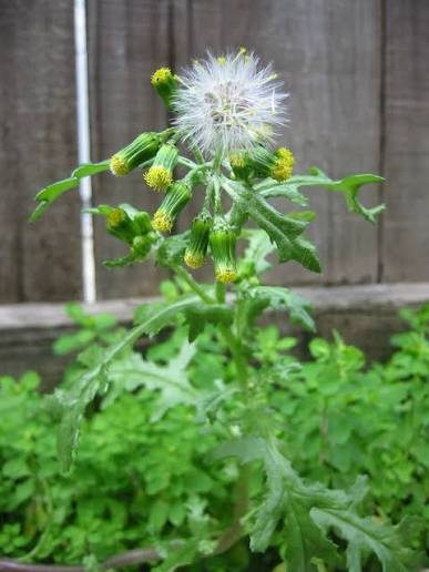 <p>Groundsel (senecio sp) </p>