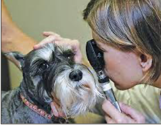 <p>What type of ophthalmoscopy is this?</p>