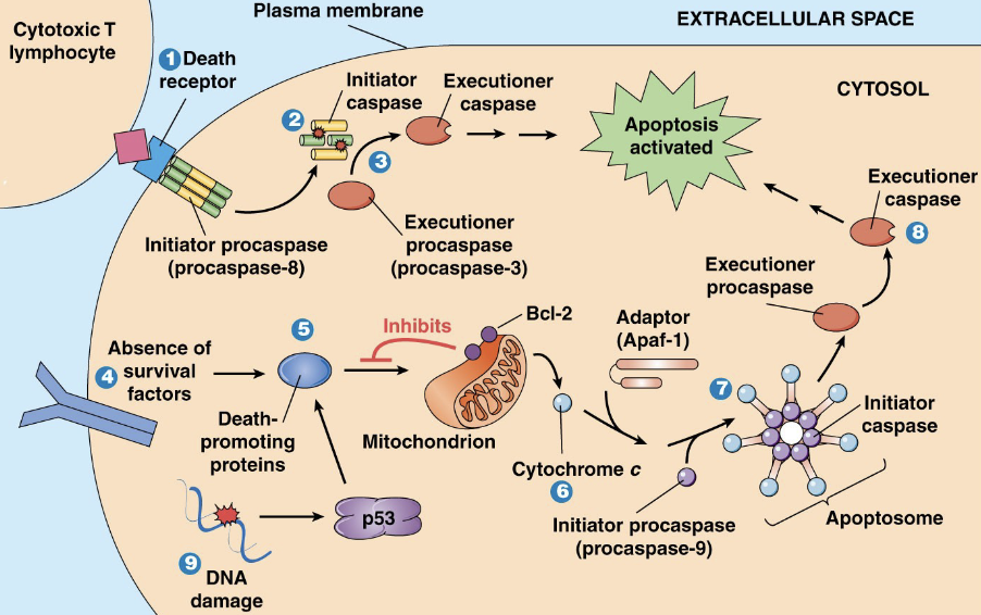 <p>Intracellular triggers:</p><ul><li><p>DNA damage (very strong activator)</p></li><li><p>Early stages of conversion to cancer cell</p></li><li><p>Severe oxidative stress (ie. free radical production)</p></li><li><p>Pathogen infection (virus, bacteria, protozoan)</p></li></ul><p>Generally (though not always), apoptosis is initiated intracellularly by a cytoplasmic protein known as p53 - which activates pro-apoptotic proteins (ie. Bad/Bax)</p><p>In normal, healthy cells, Bcl-2 (associated with mitochondrion) inhibits apoptosis - as it is an anti-apoptotic protein</p><p>When pro-apoptotic Bad / Bax accumulates in mitochondrial outer membrane, apoptosis is initiated</p><ul><li><p>Pro-apop Bad / Bax overcome anti-apoptosis Bcl-2</p></li><li><p>Bad/Bax binding causes mitochondria to release cytochrome c</p></li><li><p>Cytochrome c release triggers mitochondrial Ca2+ release</p></li><li><p>Ca2+ activates initiator procaspase 9 → caspase cascade</p></li><li><p>Caspase 9 activates executioner procaspase 3</p></li></ul><p></p>