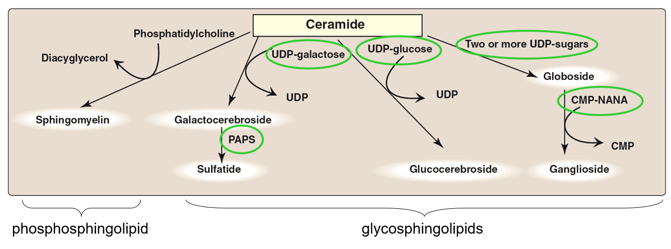 <ol><li><p>Sugar addition starts in the ER and completed in the Golgi.</p></li><li><p>Sugars have to be in a nucleotide-activated form to be added to the molecules.</p></li><li><p>PAPS is the sulfate donor.</p></li></ol><p></p>