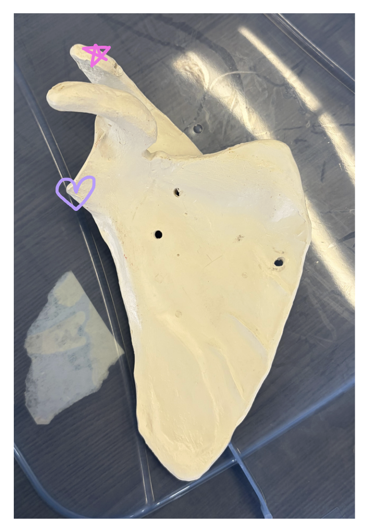 <p>Pink star: Name this structure</p><p>Purple heart: Name this structure</p><p>Name one muscle that originates and one that inserts on the pink star</p><p>Name one muscle that originates on the purple heart</p>