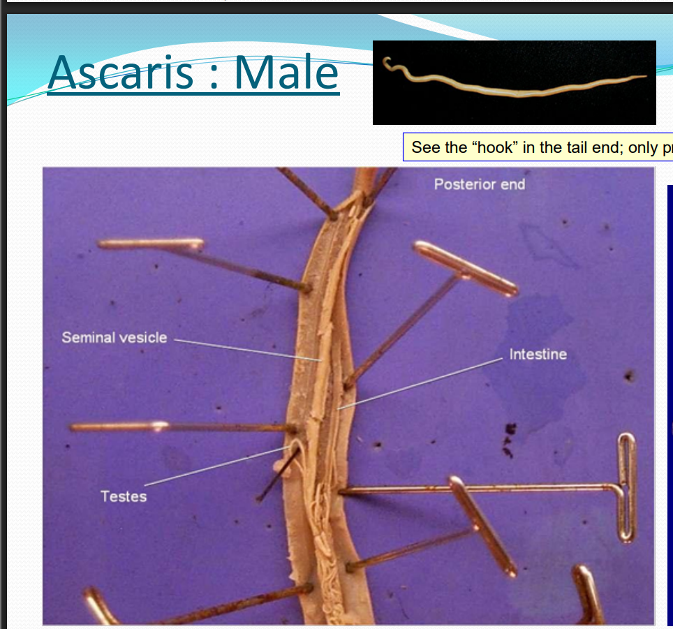 <p>they have thhat hook in the tail end </p>