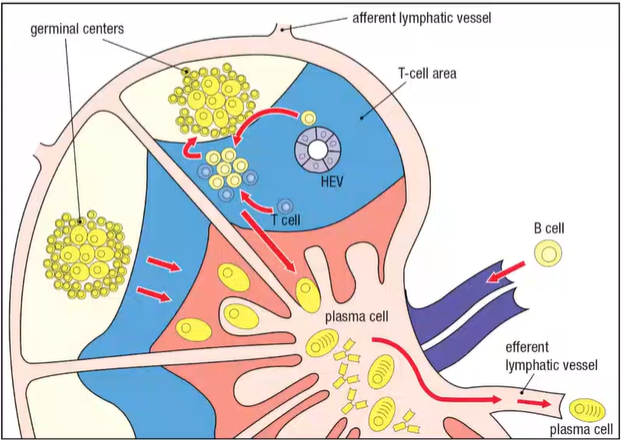 <p><strong>pt 3: in order for B cells to [1] and survive, they must enter [2] [3] tissue</strong></p><p>what happens when a B cell sees Ag?</p><p>[4] cell help directs three things:</p><ul><li><p>[5] [5]</p></li><li><p>[6] [6] recombination</p></li><li><p>differentiation</p></li></ul><p></p>
