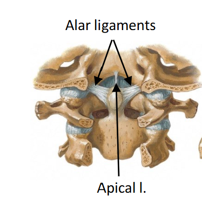 <p>Paired; dens to the margins of the foramen magnum.</p><ul><li><p>Limit rotation of the head.</p></li></ul><p></p>