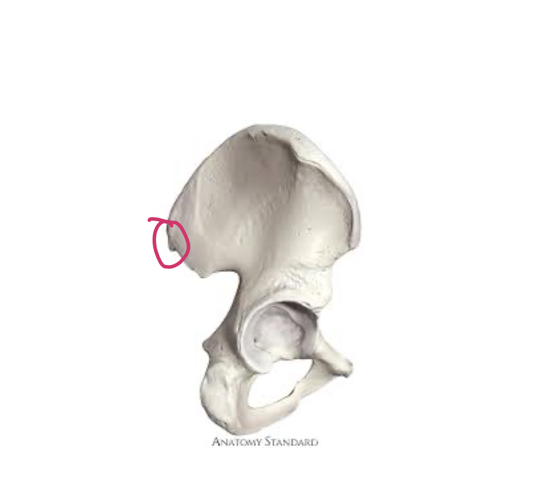 <p>Tip of hip bone</p>