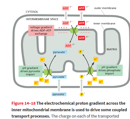 <p>It drives the transport of small molecules (like pyruvate, ADP, phosphate) and proteins across the inner mitochondrial membrane.</p><ul><li><p>They are co-transported along with protons moving down their electrochemical gradient.</p></li></ul><p></p>