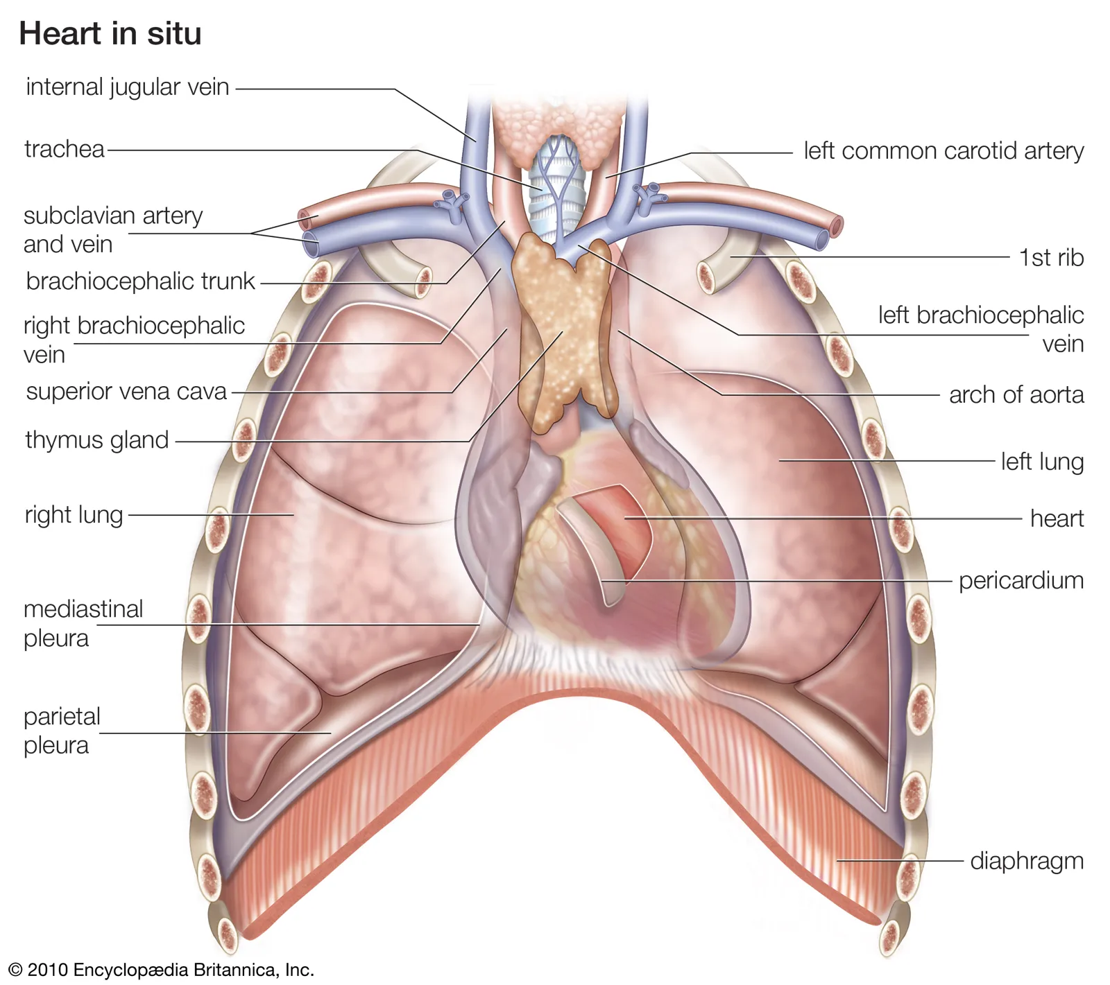 <p><strong>Gas exchange (move oxygen into the body and carbon dioxide out)</strong></p>
