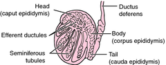 <p>Head (caput)</p><p>Body (corpus)</p><p>Tail (cauda)</p>