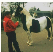 <p>Mare developed amrked swelling on her abdomen localised along ventral abdomen during last trimester of pregnancy</p><ol><li><p>what tendon has ruptured</p></li><li><p>what structures attach to this tendon</p></li><li><p>how will it affect parturition</p></li><li><p>treatment?</p></li></ol><p></p><p></p>