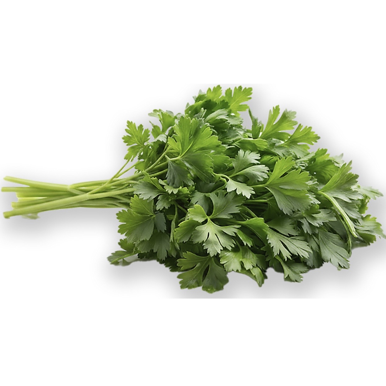 <p>Parsley</p>