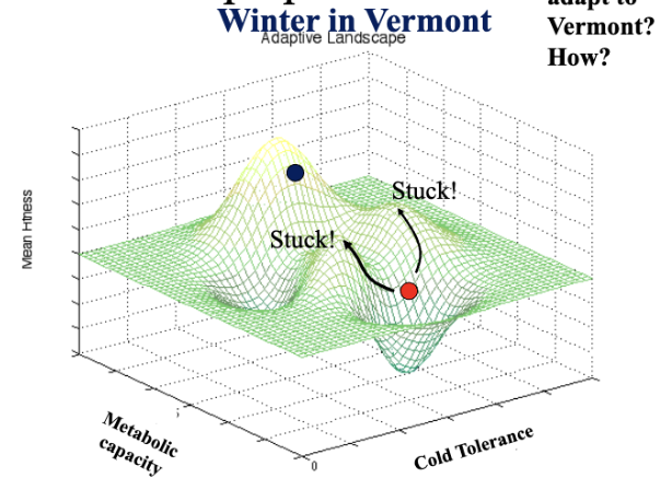 <p>Why can a population become “stuck” on peaks of lower fitness rather than progressing towards the optimum for an environment?</p>