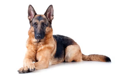 <p>What breed is this dog?</p>