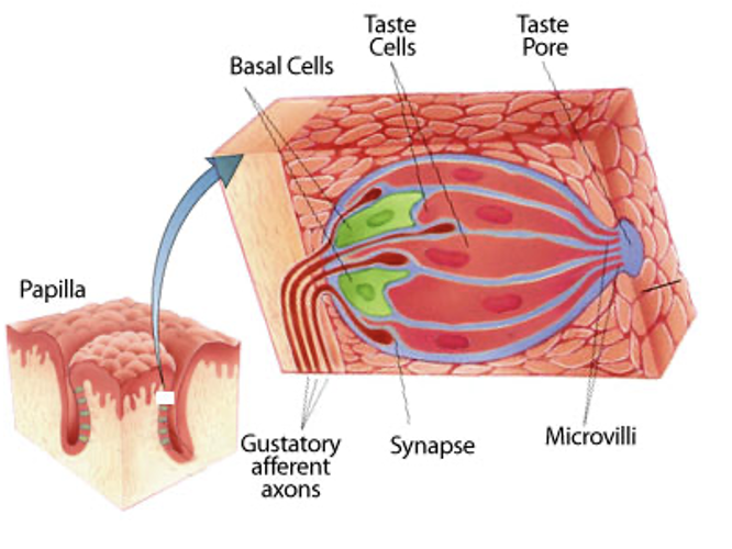 <p>Gustatory afferents = distal axon ends of<strong> gustatory ganglion cells</strong></p><ul><li><p>gather input from TRCs + carry it into the brain</p></li></ul><p></p>