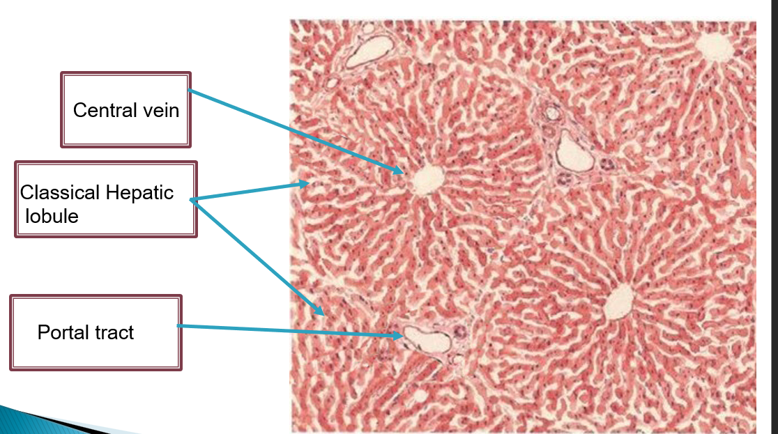 <p>Central vein, classical hepatic lobules, and portal tracts</p>