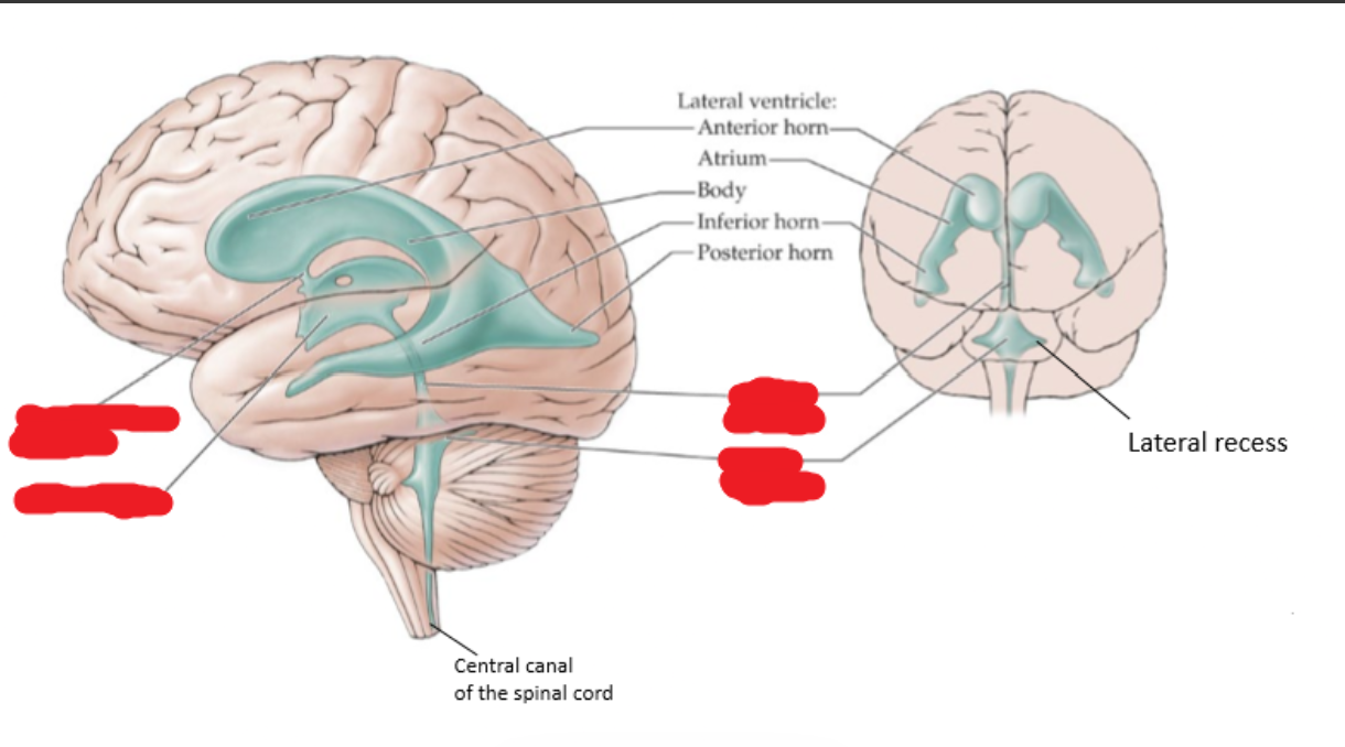 <p>Name the covered parts of the ventricles. </p><p>-What structures were ventricles developed from?</p>