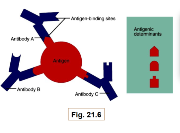<p><span style="background-color: transparent;">Refers to cell surface glycoproteins which mark cells as “self”, and present antigens to T cells.</span></p><p><span style="background-color: transparent;">Each MHC molecule contains a groove where a self-antigen or foreign antigen can bind</span></p><p></p>