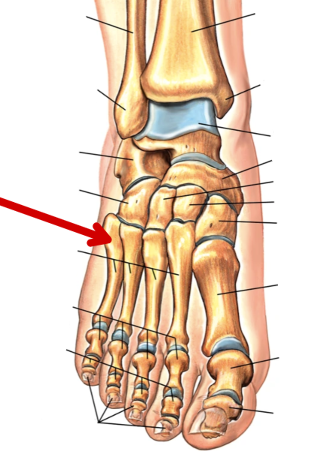 <p>Foot Bones</p>