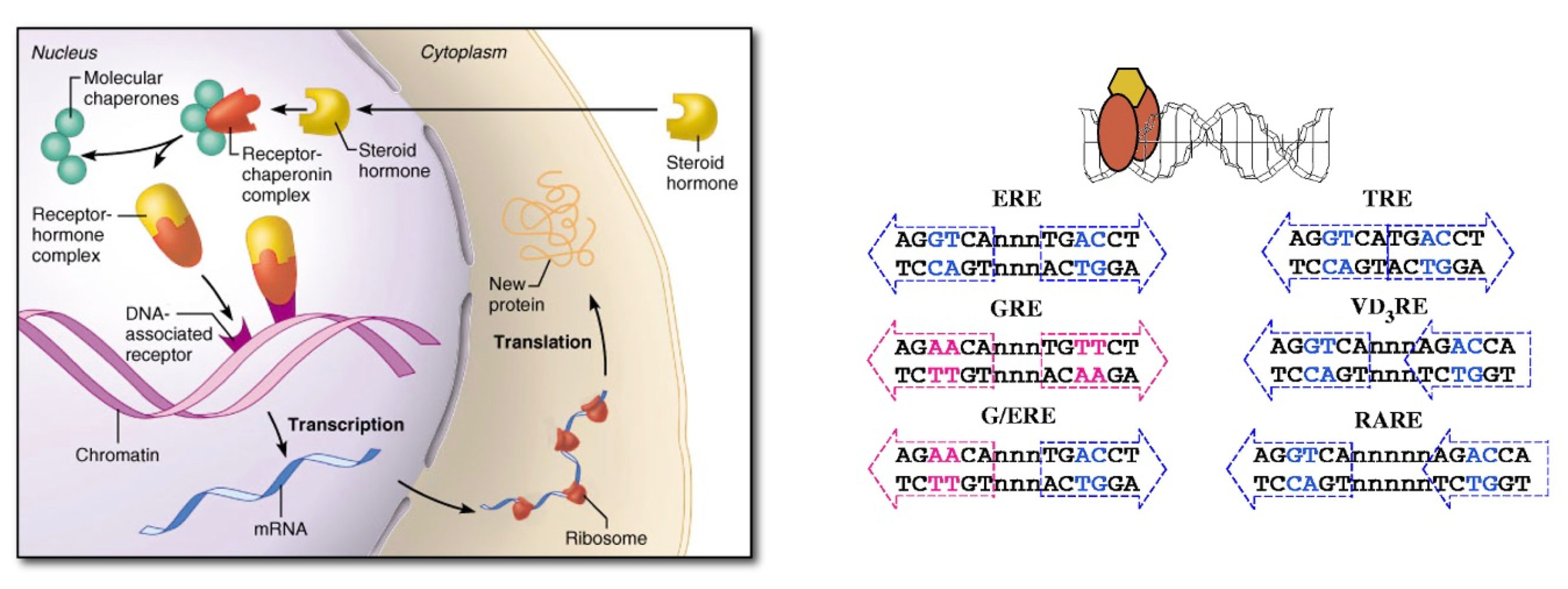 <ul><li><p>Hormone bound steroid receptors are transcripts factors that regulate gene expression in a DNA sequence-specific manner. </p></li></ul><p></p>