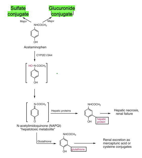 <ul><li><p><strong>Metabolism (main)</strong></p><ul><li><p>Phase II conjugation: Glucuronide & <strong>Sulfate</strong></p></li></ul></li><li><p><strong>Minor toxic pathway</strong></p><ul><li><p>CYP2E1 + CYP3A4 → <strong>NAPQI (toxic metabolite)</strong></p></li><li><p>Normally detoxified by <strong>glutathione</strong></p></li><li><p>Overdose → glutathione depleted → liver toxicity</p></li></ul></li><li><p><strong>Alcohol interaction</strong></p><ul><li><p>Ethanol ↑ CYP2E1 → ↑ NAPQI → ↑ hepatotoxicity risk</p></li></ul></li><li><p><strong>Brain metabolism</strong></p><ul><li><p>Deacetylation + conjugation with arachidonic acid (CNS-related pathway)</p></li></ul></li></ul><p></p>