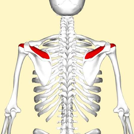 <p>supraspinatus muscle</p>