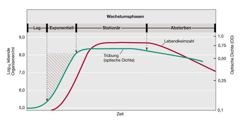 <p>Die Wachstumskurve gliedert sich in die Lag-Phase, die exponentielle Phase (log-Phase), die stationäre Phase und die Absterbephase.</p>