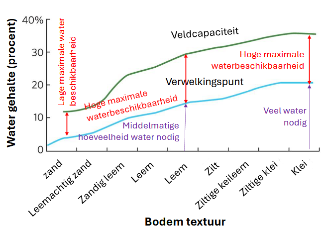 <p>Soort materiaal dat in de bodem zit bepaald hoe goed de bodem water kan vasthouden</p><p>Het verwelkingspunt is de minimale hoeveelheid water in de bodem waarbij een plant kan overleven</p><p>De veldcapaciteit geeft de maximale watergehalte aan waarbij een plant kan overleven</p>