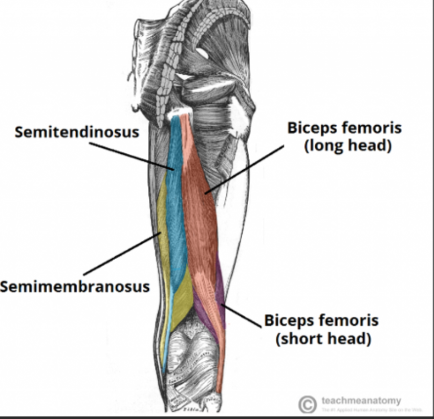 <p>Semitendinosus (posterior thigh) insertion </p>