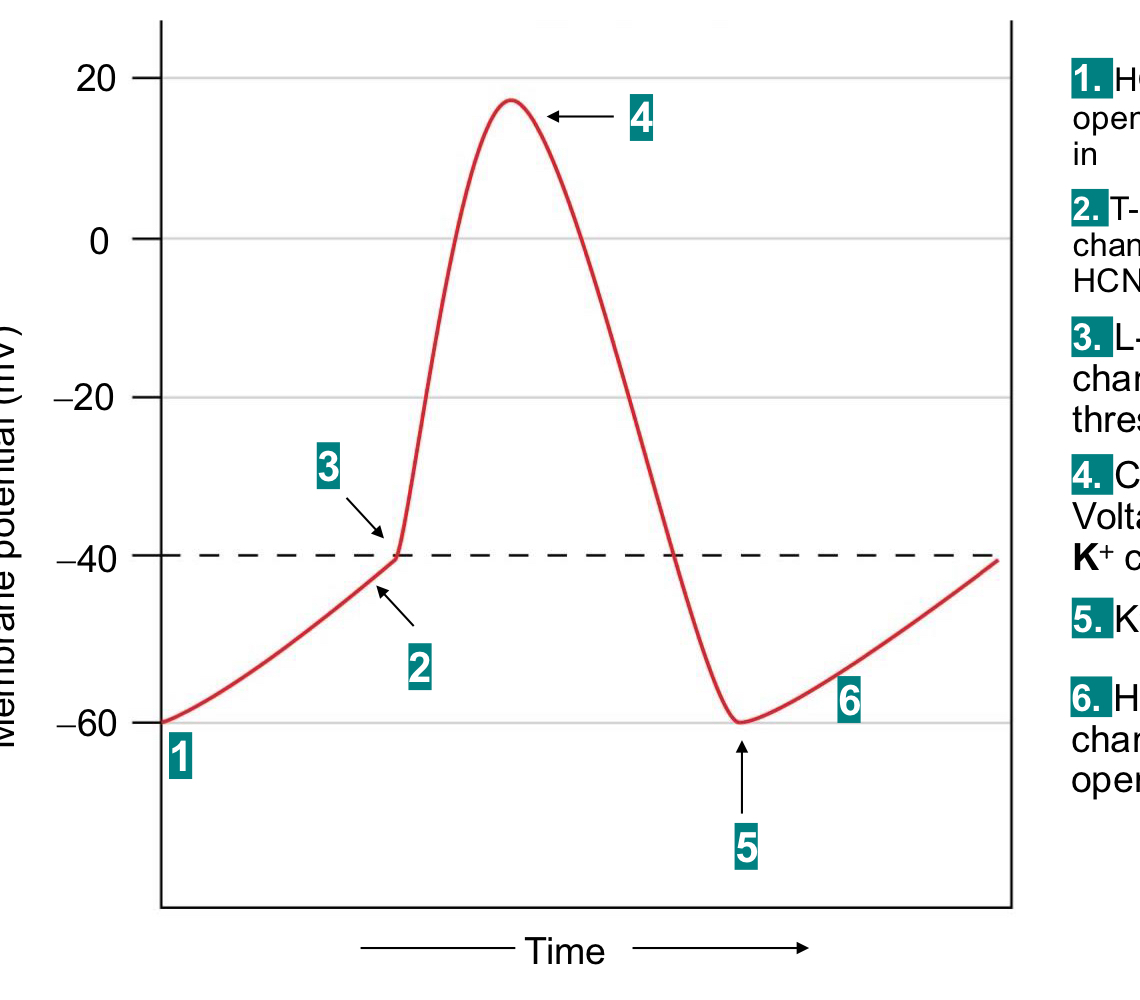 <p>1) HCN channels open, allow Na+ in</p><p>2) t-type Ca2+ chennels open, HCN channels close</p><p>3) L-type Ca2+ channels open (L = lasting/large curent)</p><p>as the membrane depolarizes, HCN channels start to close</p><p>4) Ca2+ channels close, voltage gated K+ channels open</p><p>5) K+ channels lcose</p><p>6) HCN channels open</p>