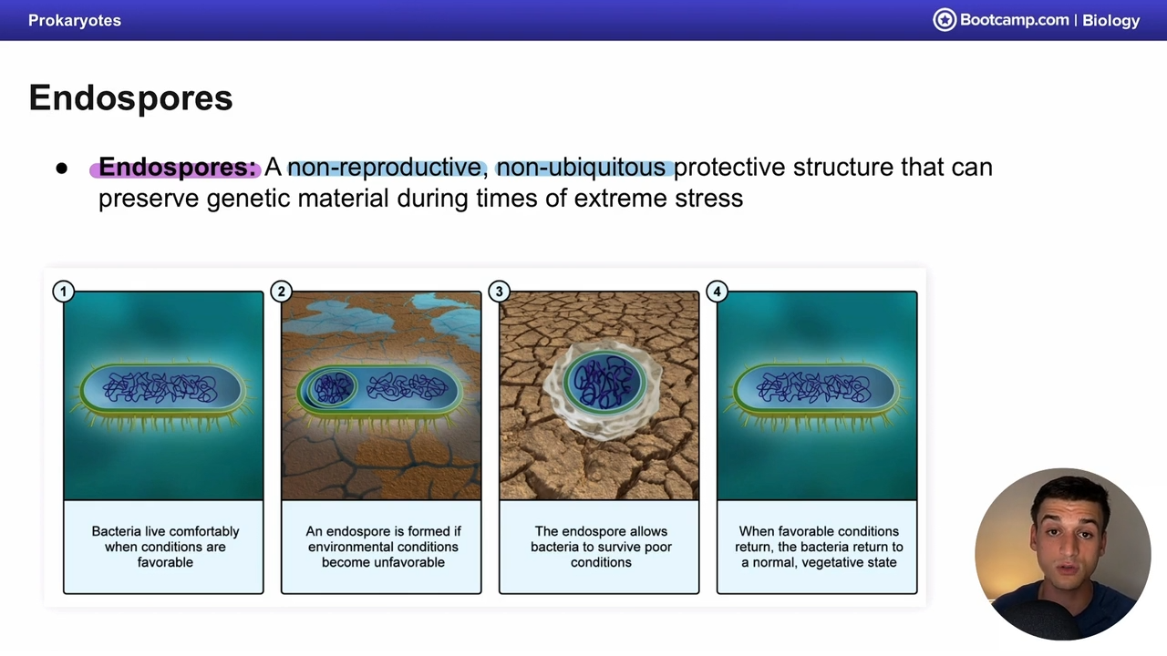 <p>Prokaryotes</p>