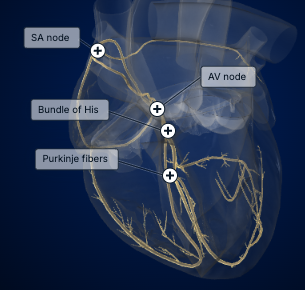 <p><strong>the electrical signal traveling through the heart r</strong><span><strong>esponsible for the normal sinus rhythm—the expected heart rhythm for adults</strong></span></p><p></p><ol><li><p><strong>SA node (pacemaker)</strong> → starts the electrical impulse</p></li><li><p><strong>AV node</strong> → briefly delays the impulse</p></li><li><p><strong>Bundle of His</strong> → carries the impulse into the ventricles</p></li><li><p><strong>Right &amp; left bundle branches</strong> → carry it down the septum</p></li><li><p><strong>Purkinje fibers</strong> → spread the impulse through the ventricles → <strong>ventricles contract</strong></p></li></ol><p></p>