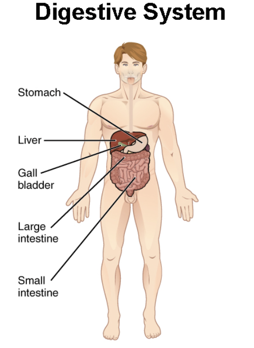 <p>Breaks down food and excretes solid waste. Main organs: mouth, stomach, intestines</p>