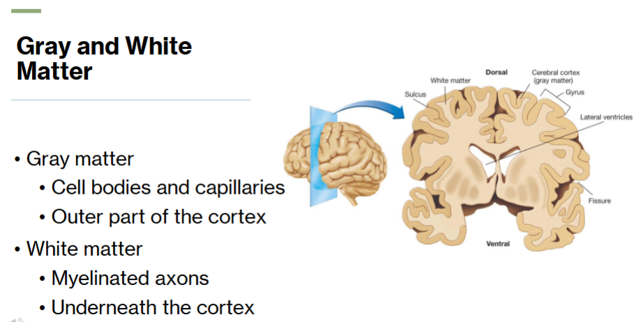 <p>white matter - gray matter has cell bodies and capillaries</p>