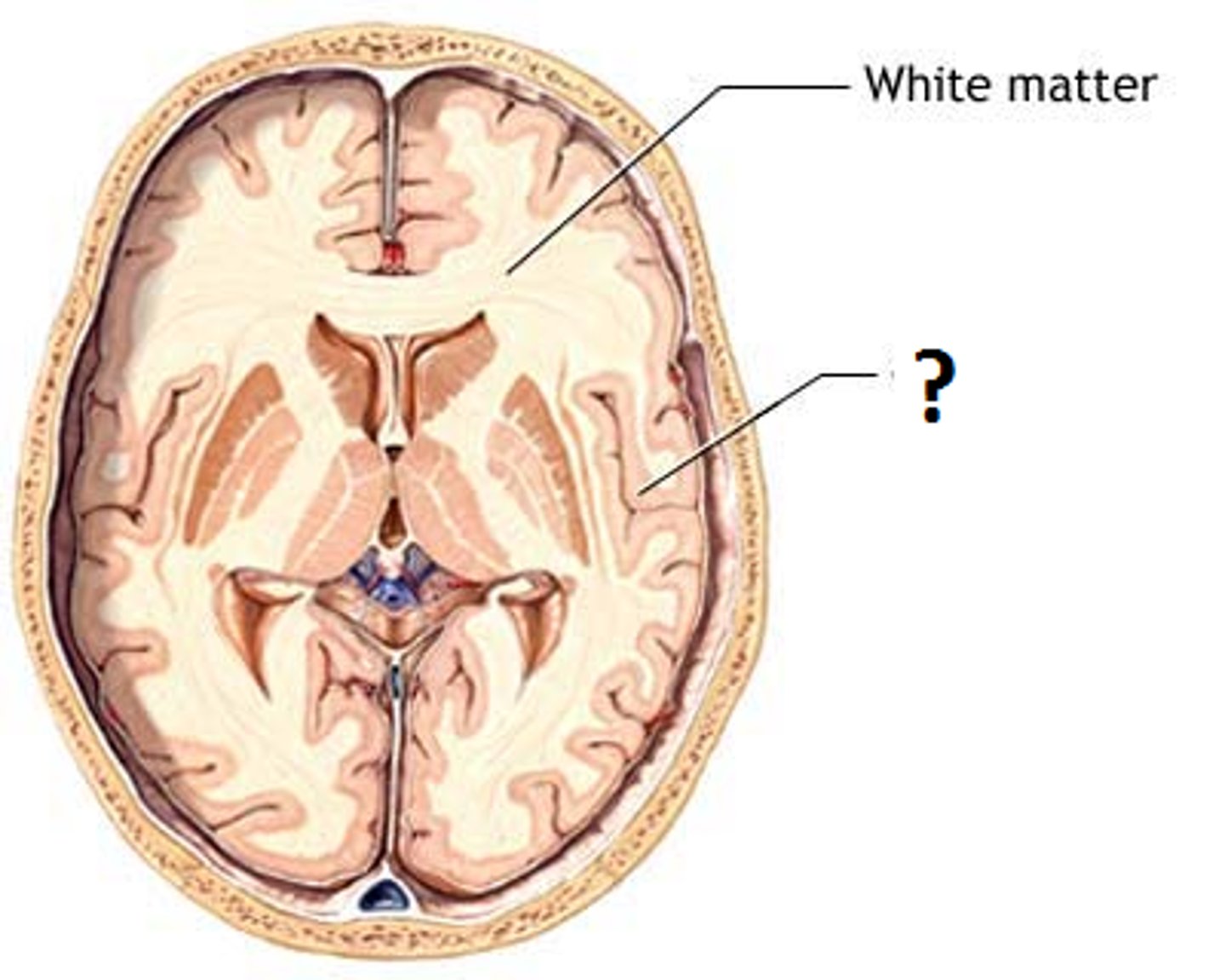 <p>Myelinated axons forming tracts</p>