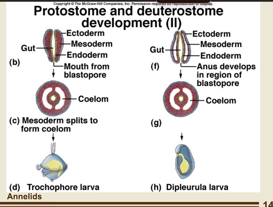 <p>development info </p>