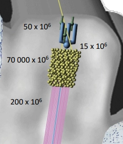 <p><span>What does this figure illustrate about divergence in the cerebellar circuit?</span></p>