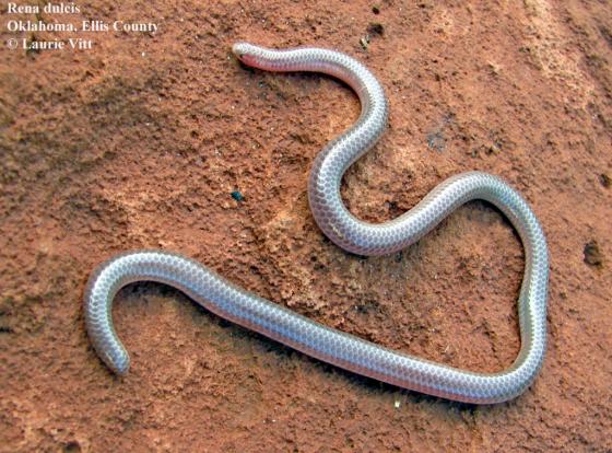 <p>Family: Leptotyphlopidae. Found most of Texas and Northern Mexico.</p>