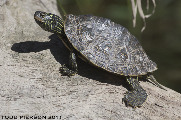 <p>Special concern</p>