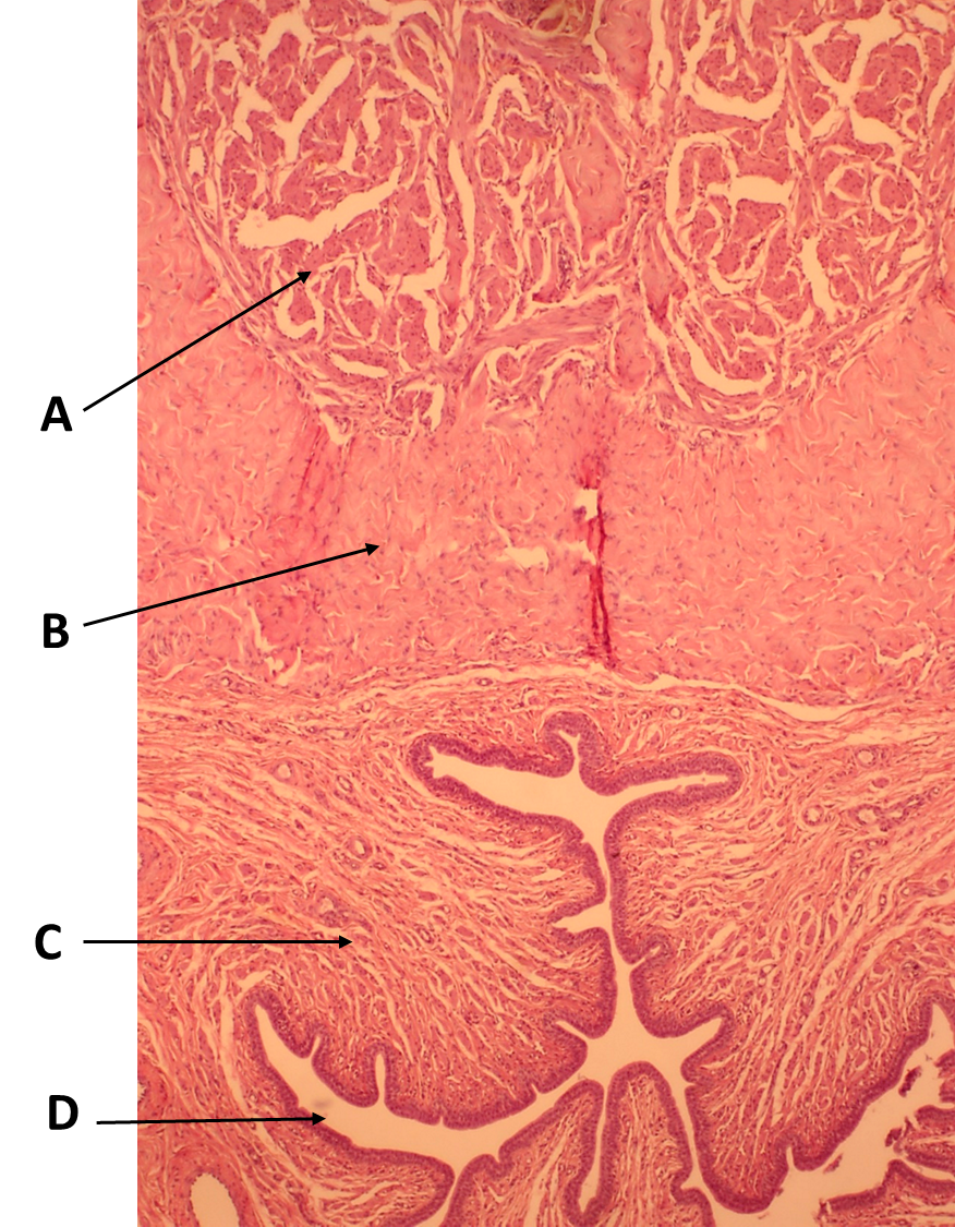 <p><span>Identify the organ in this image.</span></p>