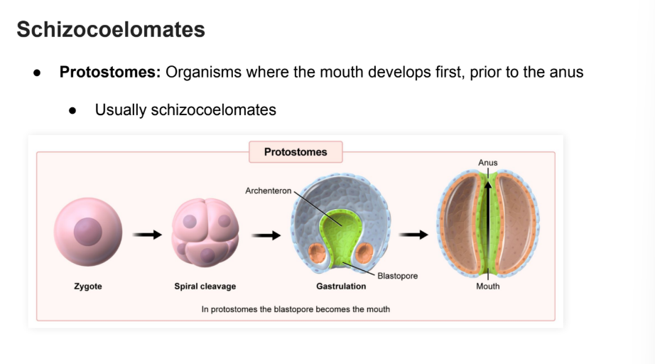 <p>Organism where the <strong>mouth </strong>develops before the <strong>anus.</strong></p><p></p><p></p><ul><li><p>Usually <strong>Schizocoel</strong>mates. <strong>(coelem begins and splits within the mesoderm)</strong></p></li></ul><p></p>