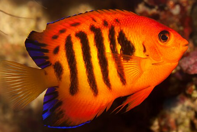 <p>Smaller, similar shapes to damselfish</p>