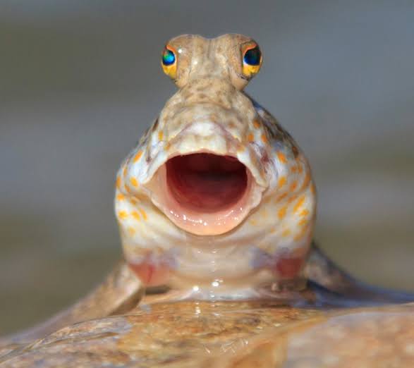 <p>mudskipper</p>