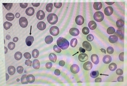 <p>Identity inclusions at BLACK Arrow?</p>