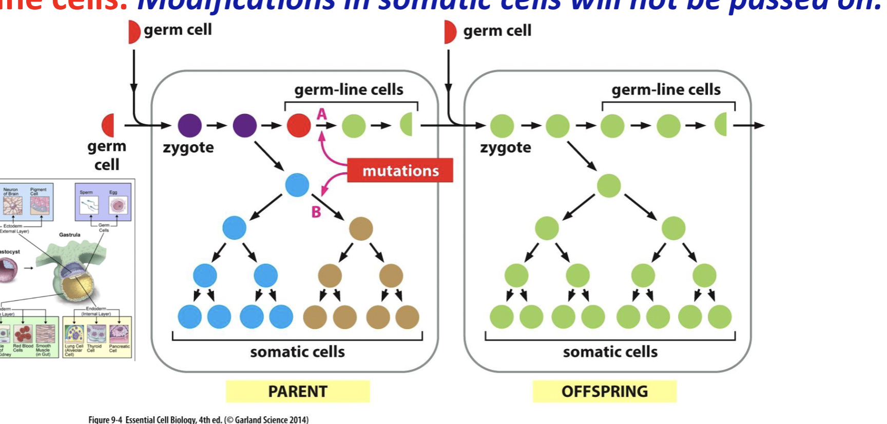 <p>what happens when new mods occur in the DNA of germ line-cells? somatic? </p>