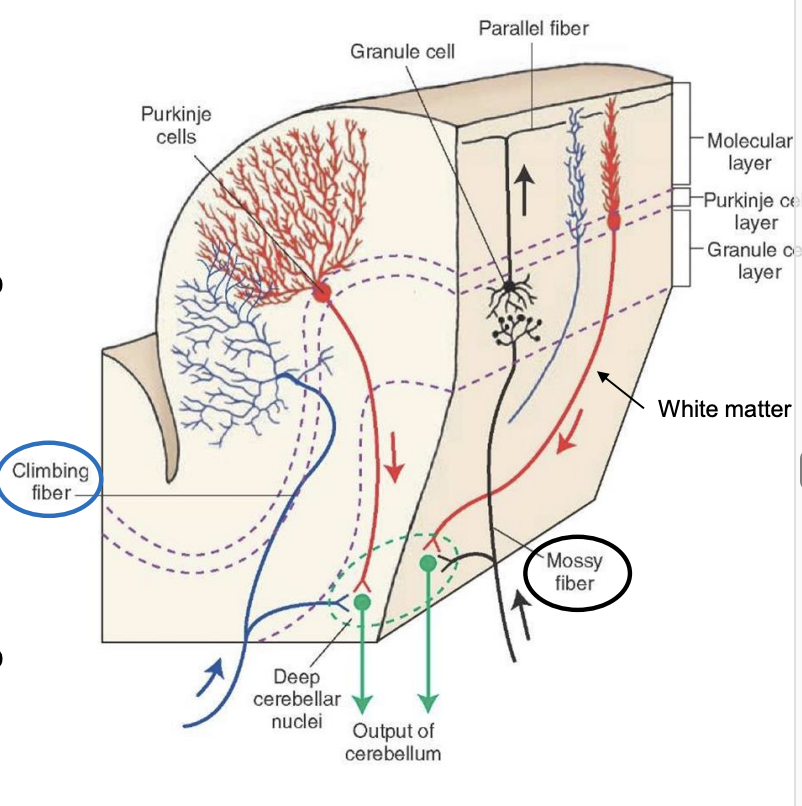 <ul><li><p>mossy fibers (main input): </p><ul><li><p>from pontine nuclei: spinal cord, reitcular formation, and vestibular nuclei </p></li><li><p>send excitatory projections to </p><ul><li><p>deep cerebellar nuclei </p></li><li><p>granule cells </p></li></ul></li></ul></li><li><p>Climbing fibers </p><ul><li><p>from inferior olivary nucleus </p></li><li><p>send excitatory projections to </p><ul><li><p>deep cerebellar nuclei </p></li><li><p>purkinje cells </p></li></ul></li></ul></li></ul><p></p>