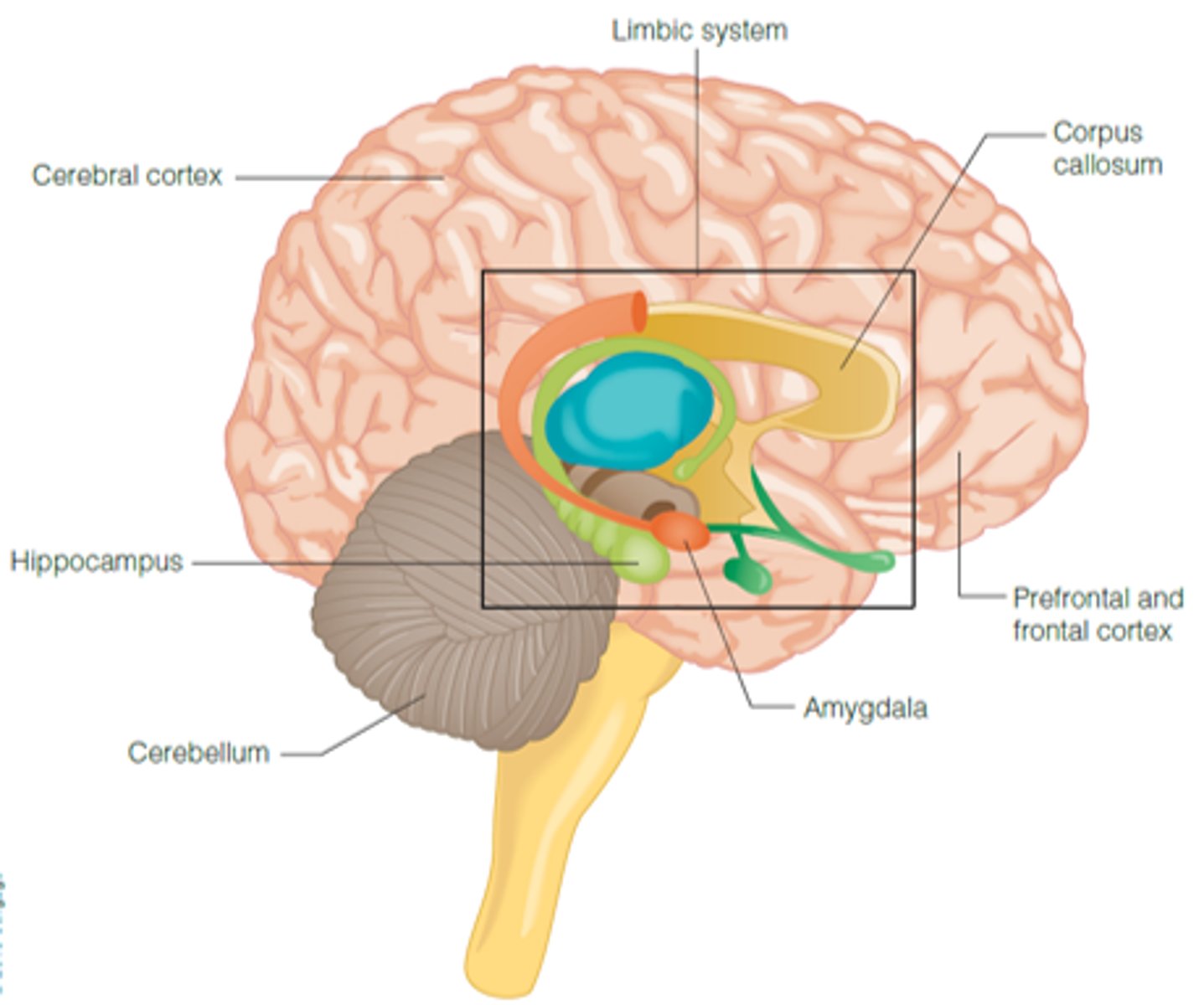 <p>Study of the structure of the brain, including the cerebral cortex, prefrontal, and frontal cortices.</p>
