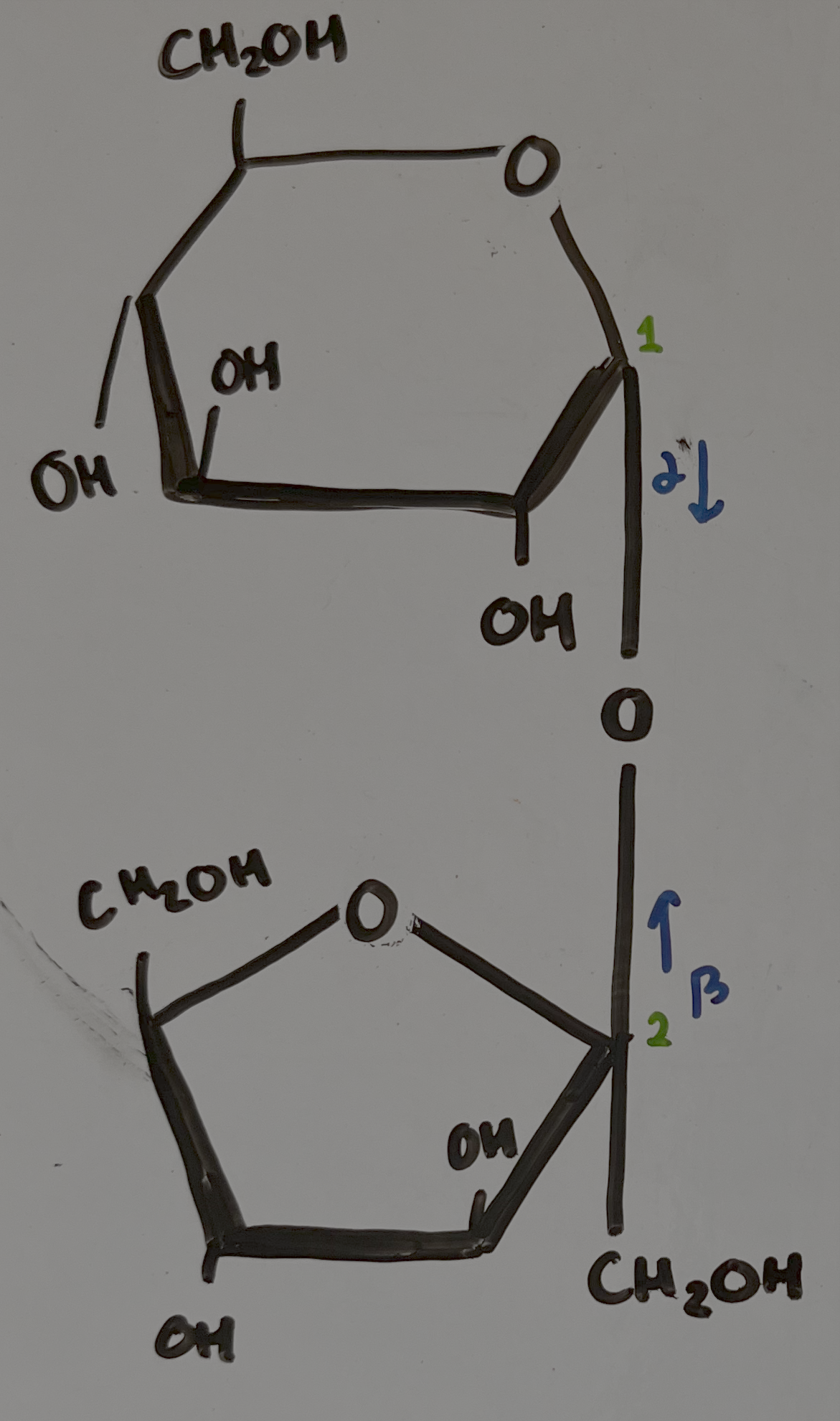 <p>glucose+fructose =</p><p>a-D-glucopyranosyl (1←→2) B-Dfructofuranoside</p>
