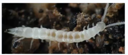 <p><8mm long</p><p>6 segmented head and 14 segments for the trunk. </p><p>legs on the first 12 and silk-spinning cerci on the 13th.</p><p>white and are blind.</p>