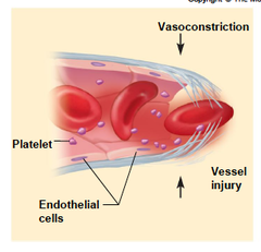 <p>• Vasoconstriction of the injured blood vessel immediately after injury - reduces blood flow to the area</p><p>• Triggered by:</p><p> • Injury to vascular smooth muscle</p><p> • Chemicals released by platelets</p><p> • Reflex actions triggered by pain receptors</p><p> • Blood vessel compression caused by build up of escaped blood insurrounding tissues</p>