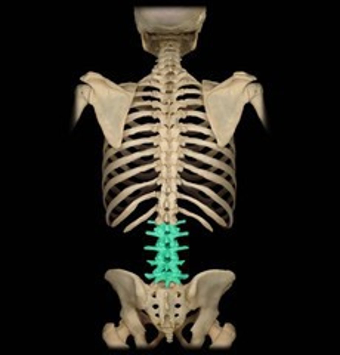 <p>Lower back vertebrae (L1-L5)</p>