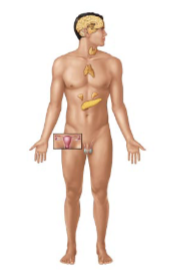 <p>what organs are apart of the <strong>endocrine</strong> system (6)</p>